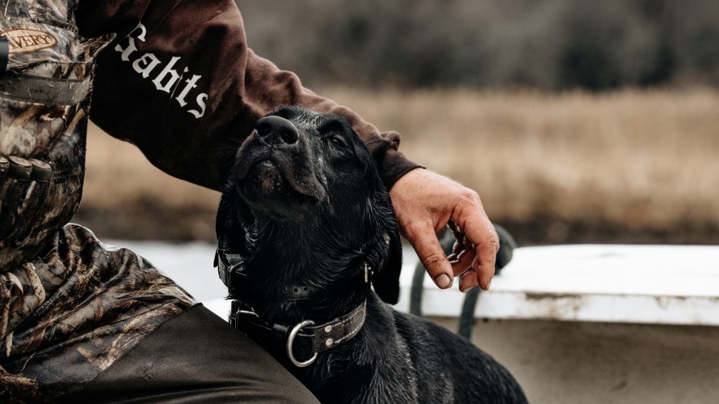 A black Labrador retriever, wet from the field or water, leans into the gentle touch of a hunter sitting beside it.